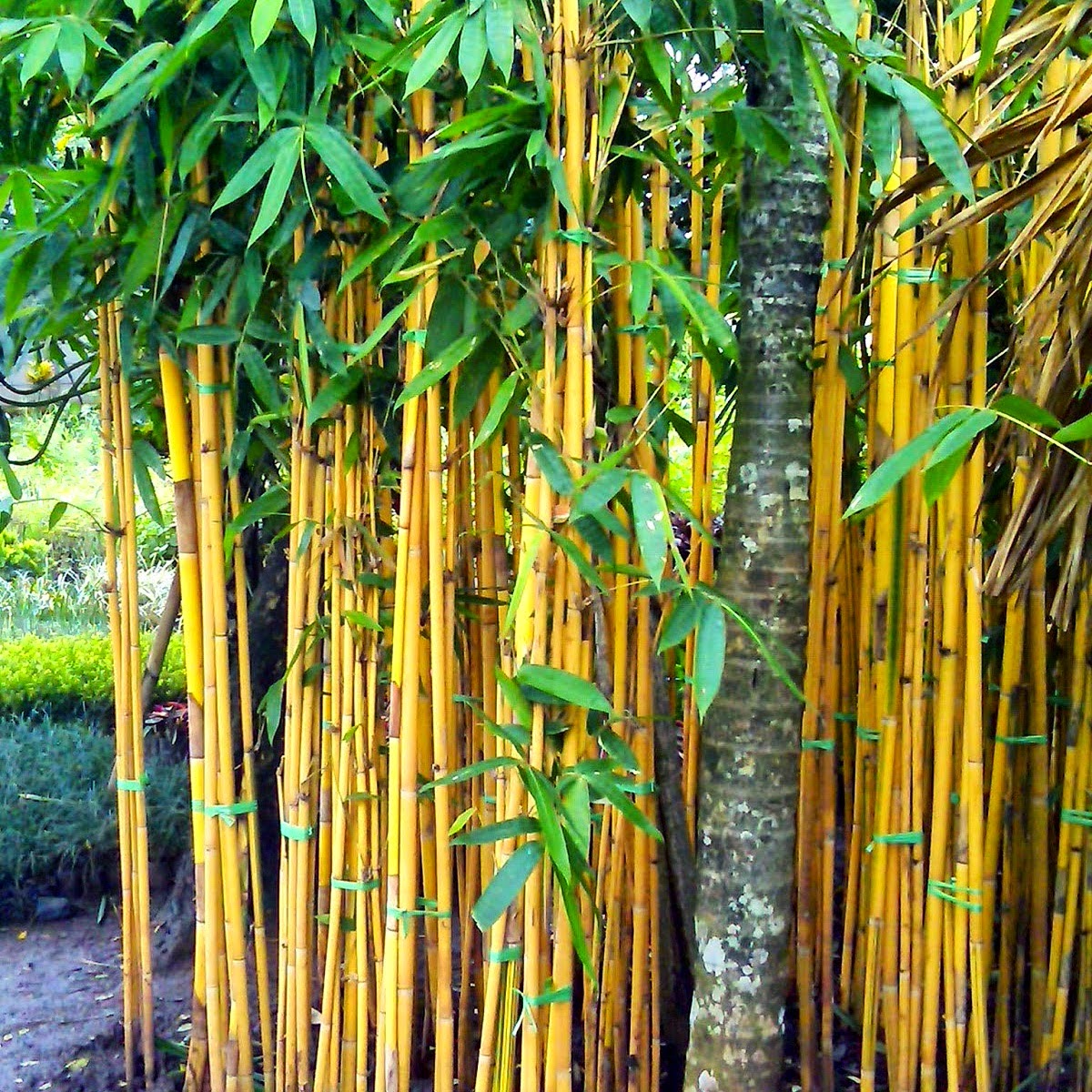 Växtguider Bambu